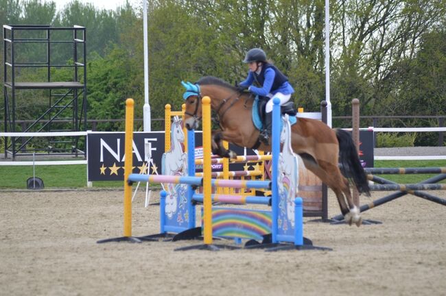 Competition pony, Amy Denton, Horses For Sale, Cardiff, Image 8