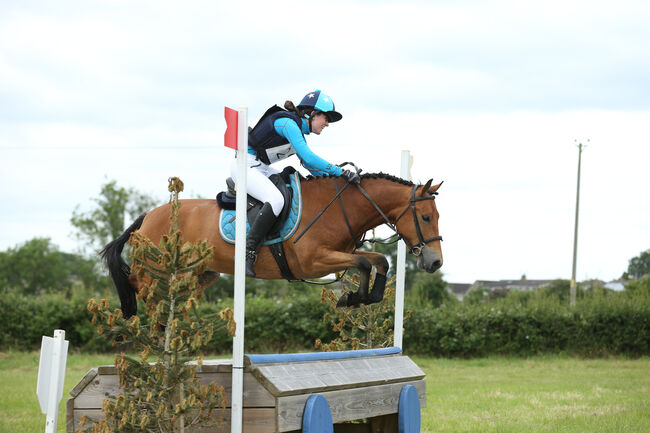 Competition pony, Amy Denton, Horses For Sale, Cardiff, Image 11