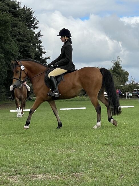 Competition pony, Amy Denton, Horses For Sale, Cardiff, Image 4