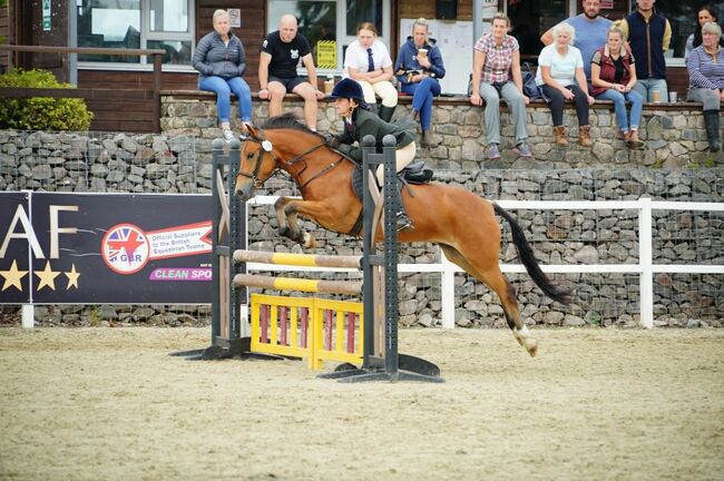 Competition pony, Amy Denton, Konie na sprzedaż, Cardiff