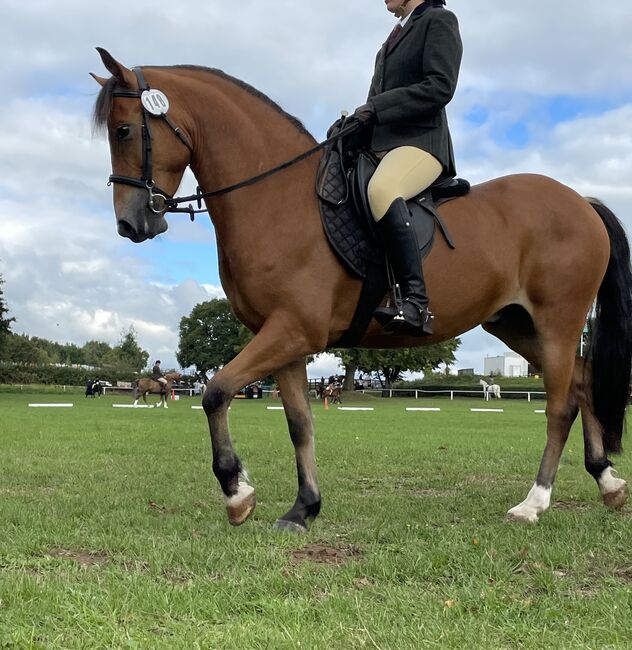 Competition pony, Amy Denton, Konie na sprzedaż, Cardiff, Image 2