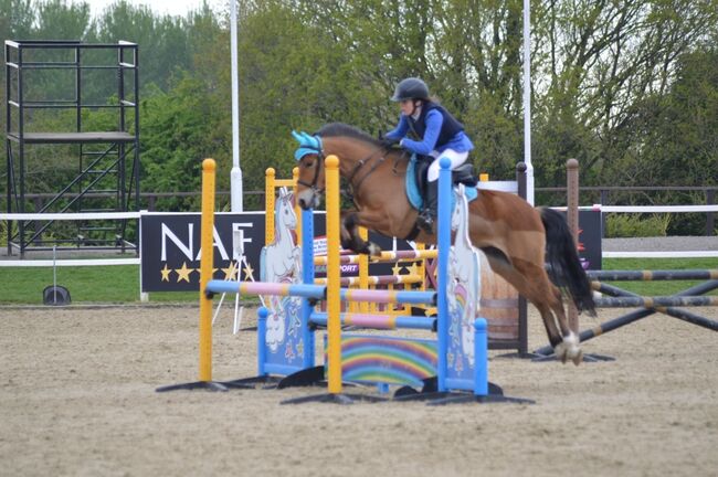 Competition pony, Amy Denton, Pferd kaufen, Cardiff, Abbildung 8
