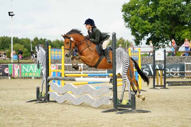 Competition pony, Amy Denton, Pferd kaufen, Cardiff, Abbildung 7