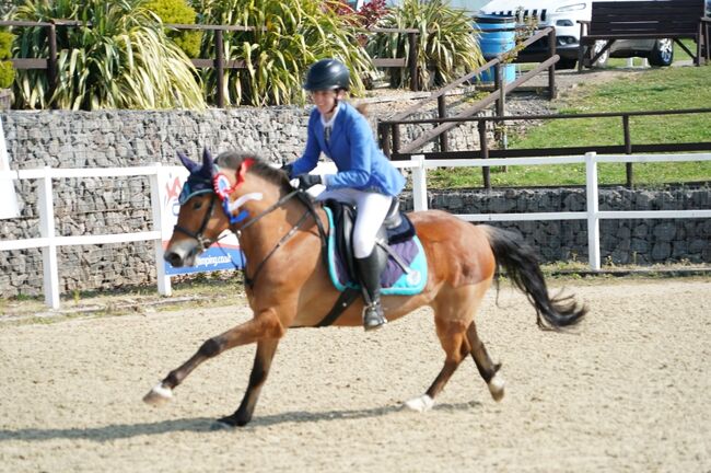 Competition pony, Amy Denton, Pferd kaufen, Cardiff, Abbildung 5