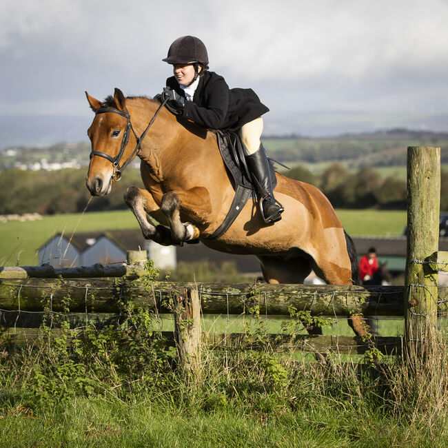 Competition pony, Amy Denton, Pferd kaufen, Cardiff, Abbildung 13