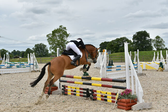 Competition pony, Amy Denton, Pferd kaufen, Cardiff, Abbildung 6