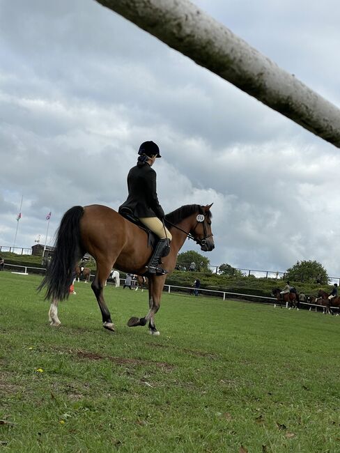 Competition pony, Amy Denton, Pferd kaufen, Cardiff, Abbildung 3