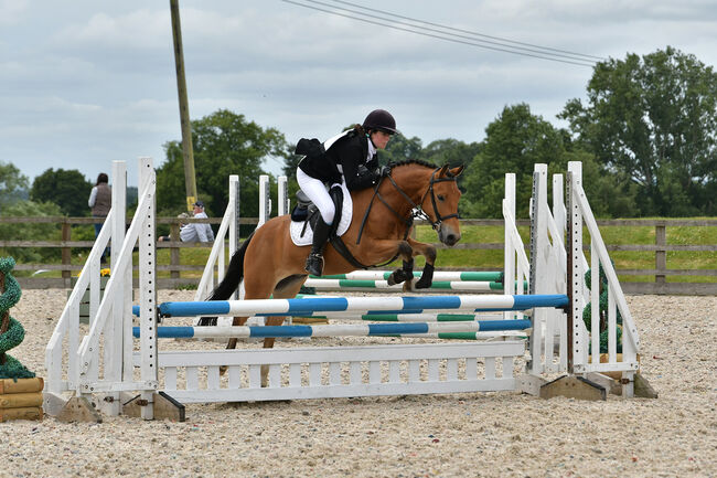 Competition pony, Amy Denton, Pferd kaufen, Cardiff, Abbildung 12