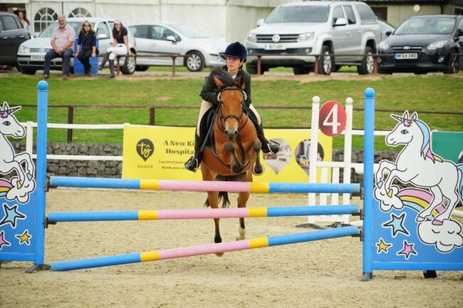 Competition pony, Amy Denton, Pferd kaufen, Cardiff, Abbildung 9