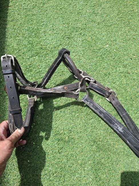 Complete set of horse tack and saddle, Pariani selle, Aaron , Other Saddle, Cambridge , Image 11