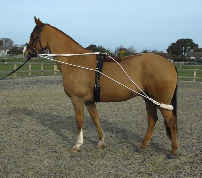 Complete training aid with roller included, Rhinegold, Eileen Belshaw, Sonstiges, Lisburn