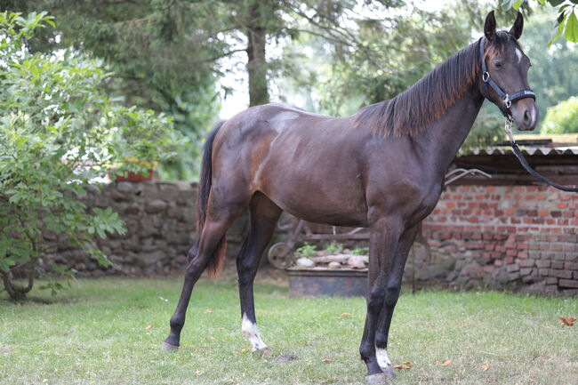 Con Diva - Prämierte Nachwuchsstute mit Top Abstammung., Viviane Halfpap , Horses For Sale, Malchow, Image 2