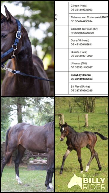 Con Diva - Prämierte Nachwuchsstute mit Top Abstammung., Viviane Halfpap , Horses For Sale, Malchow, Image 7