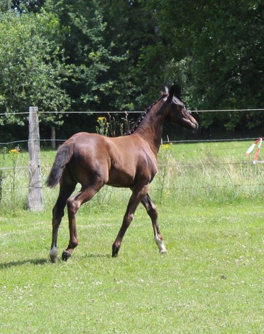 Con Diva - Prämierte Nachwuchsstute mit Top Abstammung., Viviane Halfpap , Horses For Sale, Malchow, Image 4