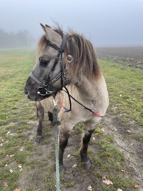 Konik Wallach, Anne, Horses For Sale, Reitwein, Image 2