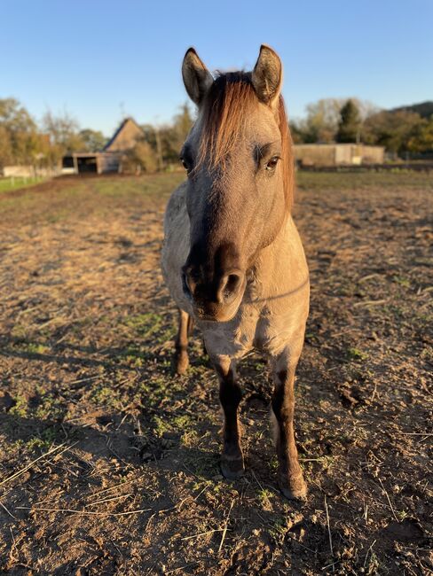 Konik Wallach, Anne, Horses For Sale, Reitwein