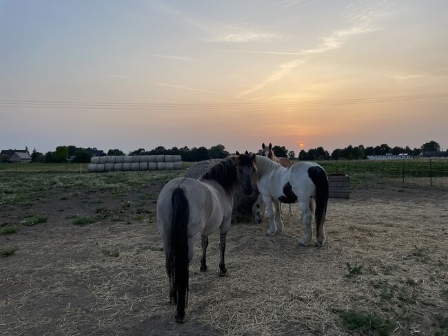 Konik Wallach, Anne, Horses For Sale, Reitwein, Image 5