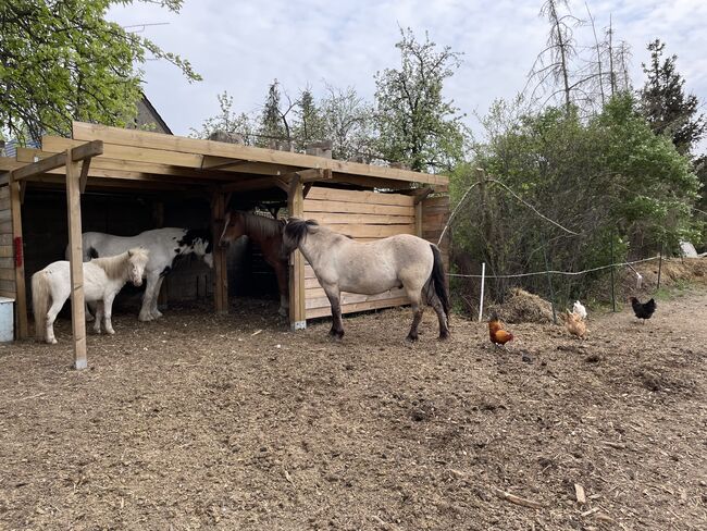 Konik Wallach, Anne, Horses For Sale, Reitwein, Image 6