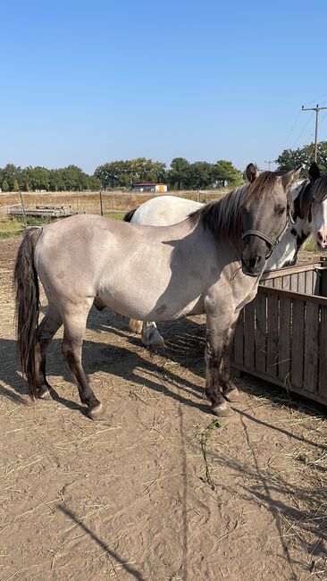 Konik Wallach, Anne, Horses For Sale, Reitwein, Image 11