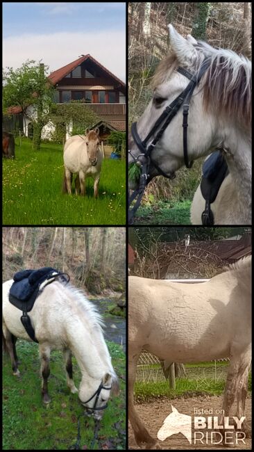 Konikstute, Dunja Ungerank, Horses For Sale, Bregenz, Image 5