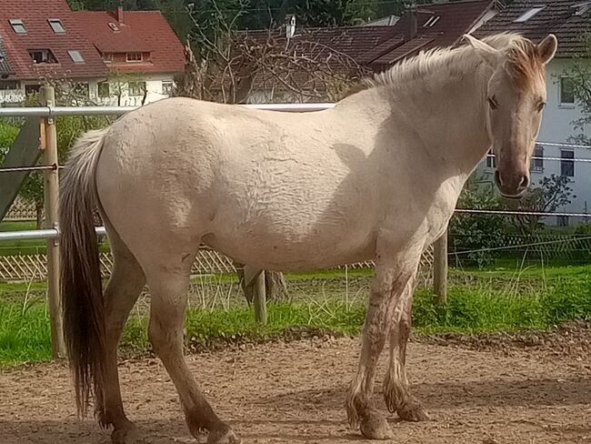 Konikstute, Dunja Ungerank, Horses For Sale, Bregenz, Image 3