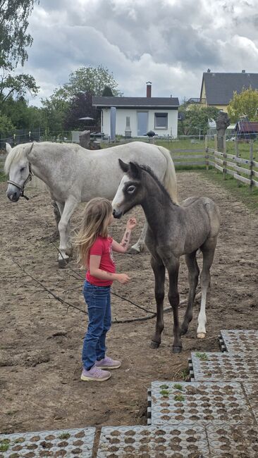 Connemara Hengstfohlen, Nancy Sandmann, Horses For Sale, Ilmenau, Image 8