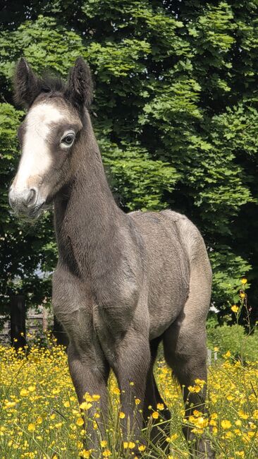 Connemara Hengstfohlen, Nancy Sandmann, Horses For Sale, Ilmenau, Image 2