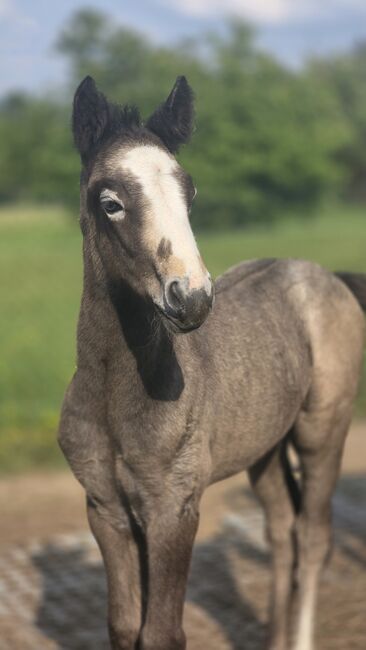 Connemara Hengstfohlen, Nancy Sandmann, Horses For Sale, Ilmenau, Image 5