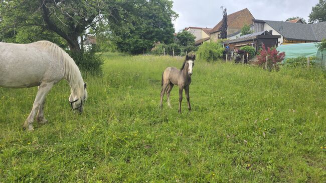 Connemara Hengstfohlen, Nancy Sandmann, Horses For Sale, Ilmenau, Image 7