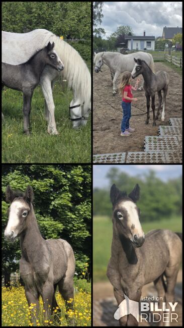 Connemara Hengstfohlen, Nancy Sandmann, Horses For Sale, Ilmenau, Image 9