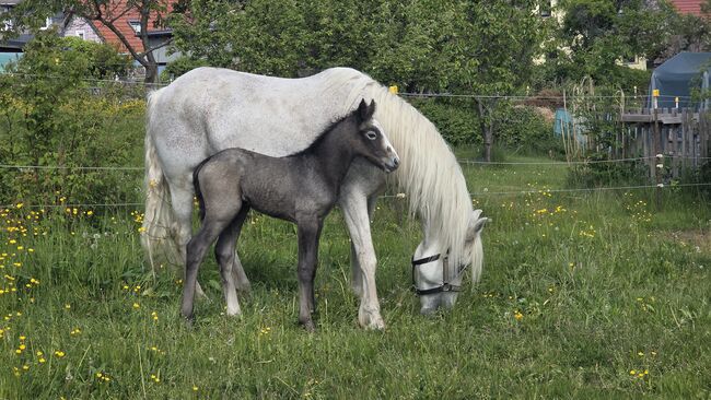 Connemara Hengstfohlen, Nancy Sandmann, Horses For Sale, Ilmenau