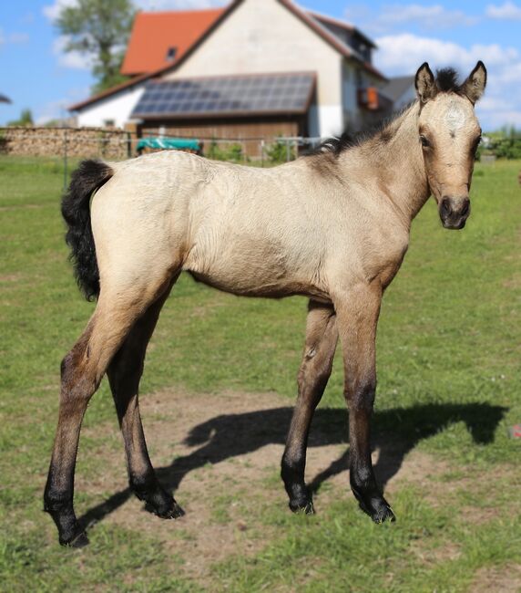 Connemara Fohlen  -  Neugierige und elegante Stute - Jolene, Connemara Gestüt Badger’s Hill Ranch, Horses For Sale, Zurich, Image 2
