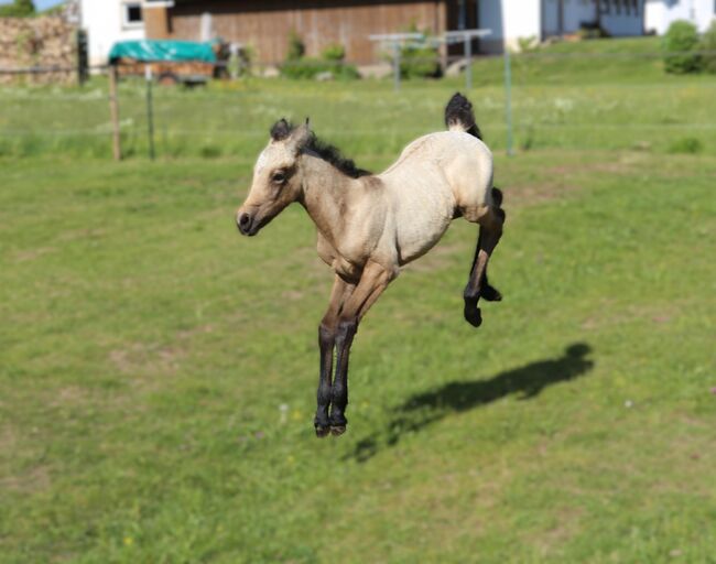 Connemara Fohlen  -  Neugierige und elegante Stute - Jolene, Connemara Gestüt Badger’s Hill Ranch, Horses For Sale, Zurich