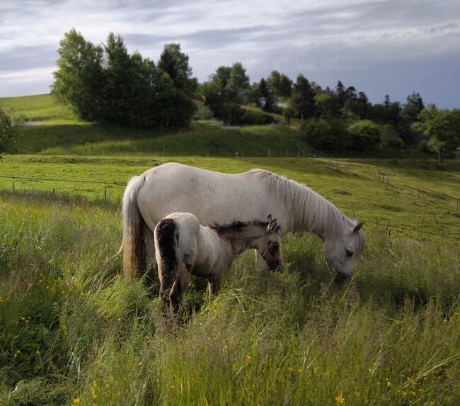 Connemara Fohlen  -  Neugierige und elegante Stute - Jolene, Connemara Gestüt Badger’s Hill Ranch, Horses For Sale, Zurich, Image 7