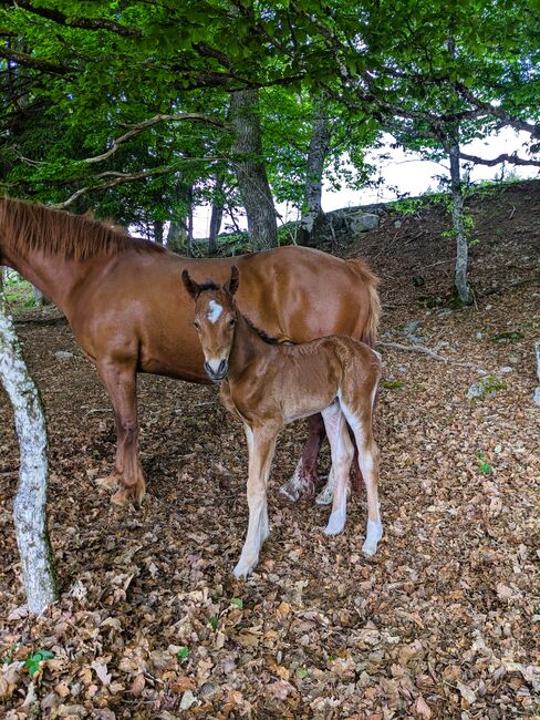 Connemara Fohlen - Sportlich & Klug Hengst - Prince Pascal, Connemara Gestüt Badger’s Hill Ranch, Horses For Sale, Zurich, Image 16