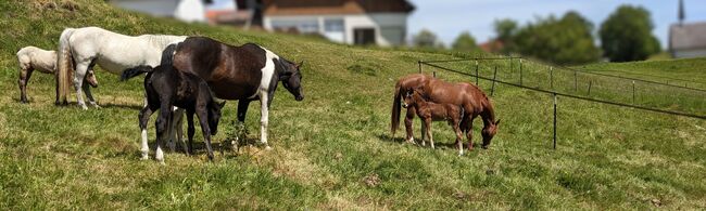 Connemara Fohlen - Sportlich & Klug Hengst - Prince Pascal, Connemara Gestüt Badger’s Hill Ranch, Horses For Sale, Zurich, Image 8