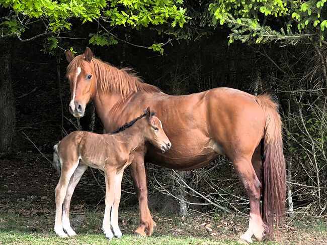 Connemara Fohlen - Sportlich & Klug Hengst - Prince Pascal, Connemara Gestüt Badger’s Hill Ranch, Horses For Sale, Zurich, Image 3
