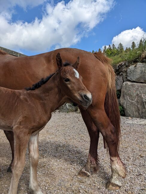 Connemara Fohlen - Sportlich & Klug Hengst - Prince Pascal, Connemara Gestüt Badger’s Hill Ranch, Horses For Sale, Zurich, Image 13