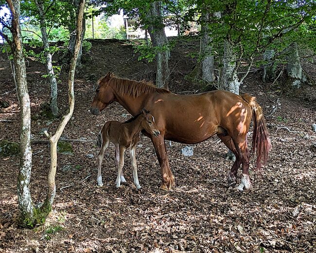 Connemara Fohlen - Sportlich & Klug Hengst - Prince Pascal, Connemara Gestüt Badger’s Hill Ranch, Horses For Sale, Zurich, Image 10