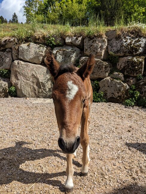 Connemara Fohlen - Sportlich & Klug Hengst - Prince Pascal, Connemara Gestüt Badger’s Hill Ranch, Horses For Sale, Zurich, Image 5