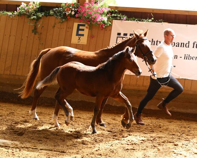 Connemara Fohlen - Sportlich & Klug Hengst - Prince Pascal, Connemara Gestüt Badger’s Hill Ranch, Horses For Sale, Zurich, Image 5