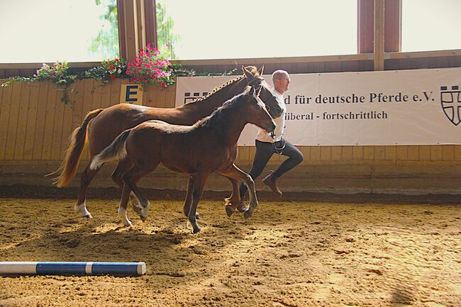 Connemara Fohlen - Sportlich & Klug Hengst - Prince Pascal, Connemara Gestüt Badger’s Hill Ranch, Horses For Sale, Zurich, Image 6