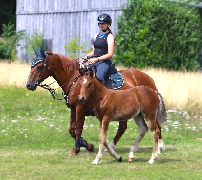Connemara Fohlen - Sportlich & Klug Hengst - Prince Pascal, Connemara Gestüt Badger’s Hill Ranch, Horses For Sale, Zurich, Image 7