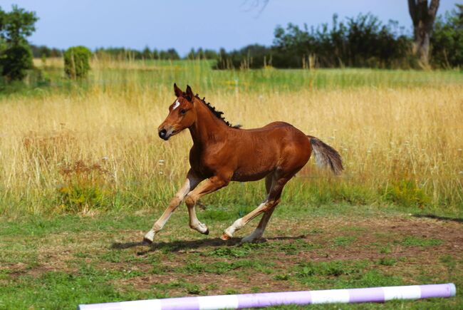 Connemara Fohlen - Sportlich & Klug Hengst - Prince Pascal, Connemara Gestüt Badger’s Hill Ranch, Horses For Sale, Zurich, Image 8