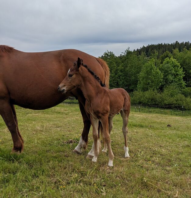 Connemara Fohlen - Sportlich & Klug Hengst - Prince Pascal, Connemara Gestüt Badger’s Hill Ranch, Horses For Sale, Zurich, Image 15