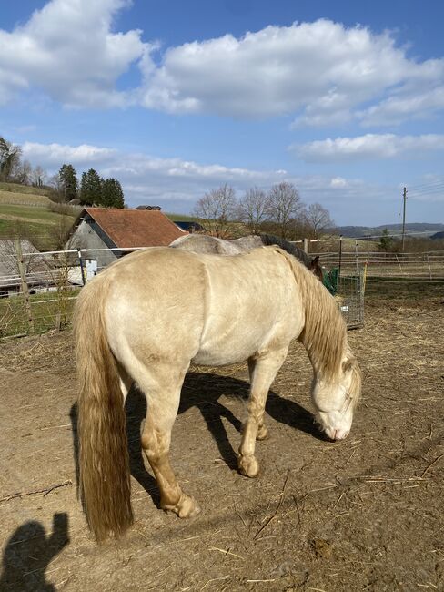 Connemara Wallach, Romy Paschold, Horses For Sale, Buch am Irchel 