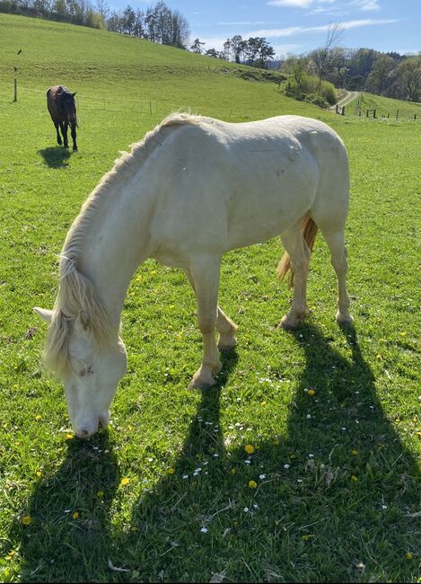 Connemara Wallach, Romy Paschold, Horses For Sale, Buch am Irchel , Image 3