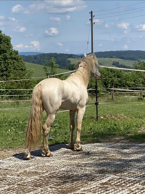 Connemara Wallach, Romy Paschold, Horses For Sale, Buch am Irchel , Image 4