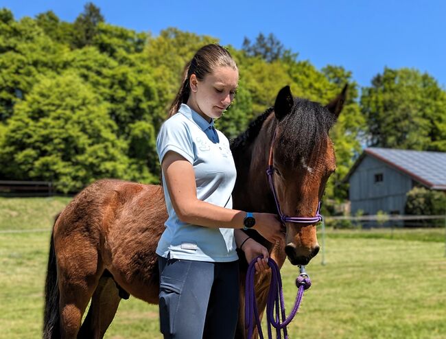 Connemara Hengst - Athletisch & Charakterstark - Prince Hercules, Connemara Gestüt Badger’s Hill Ranch, Horses For Sale, Zurich, Image 16