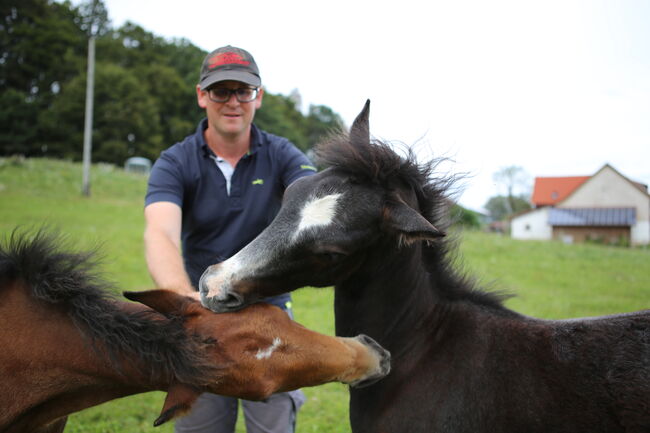 Connemara Hengst - Ruhig & Freundlich - Jasper, Connemara Gestüt Badger’s Hill Ranch, Horses For Sale, Dachsberg, Image 13